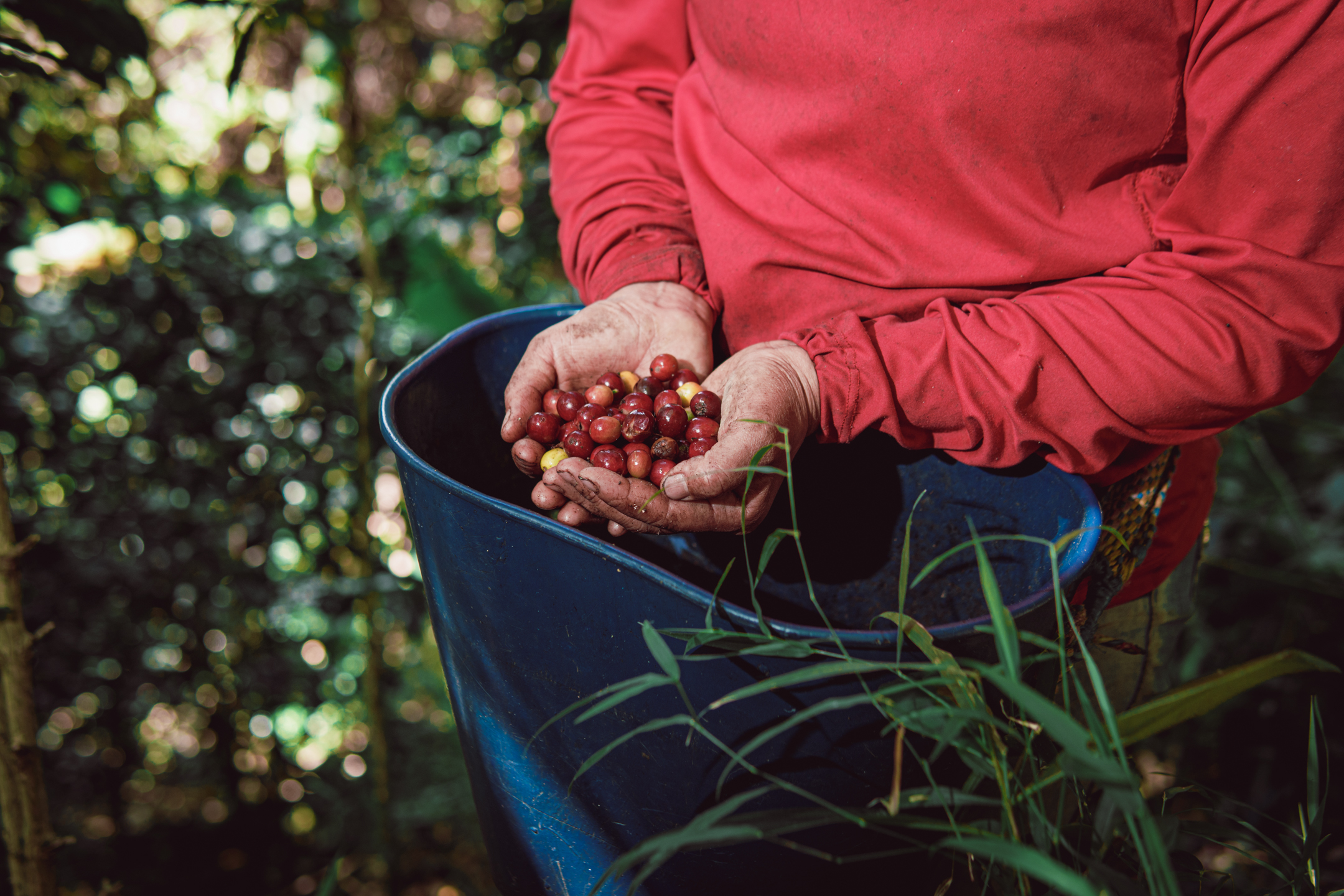 Ripe red coffee cherries of Cenicafe variety on plant