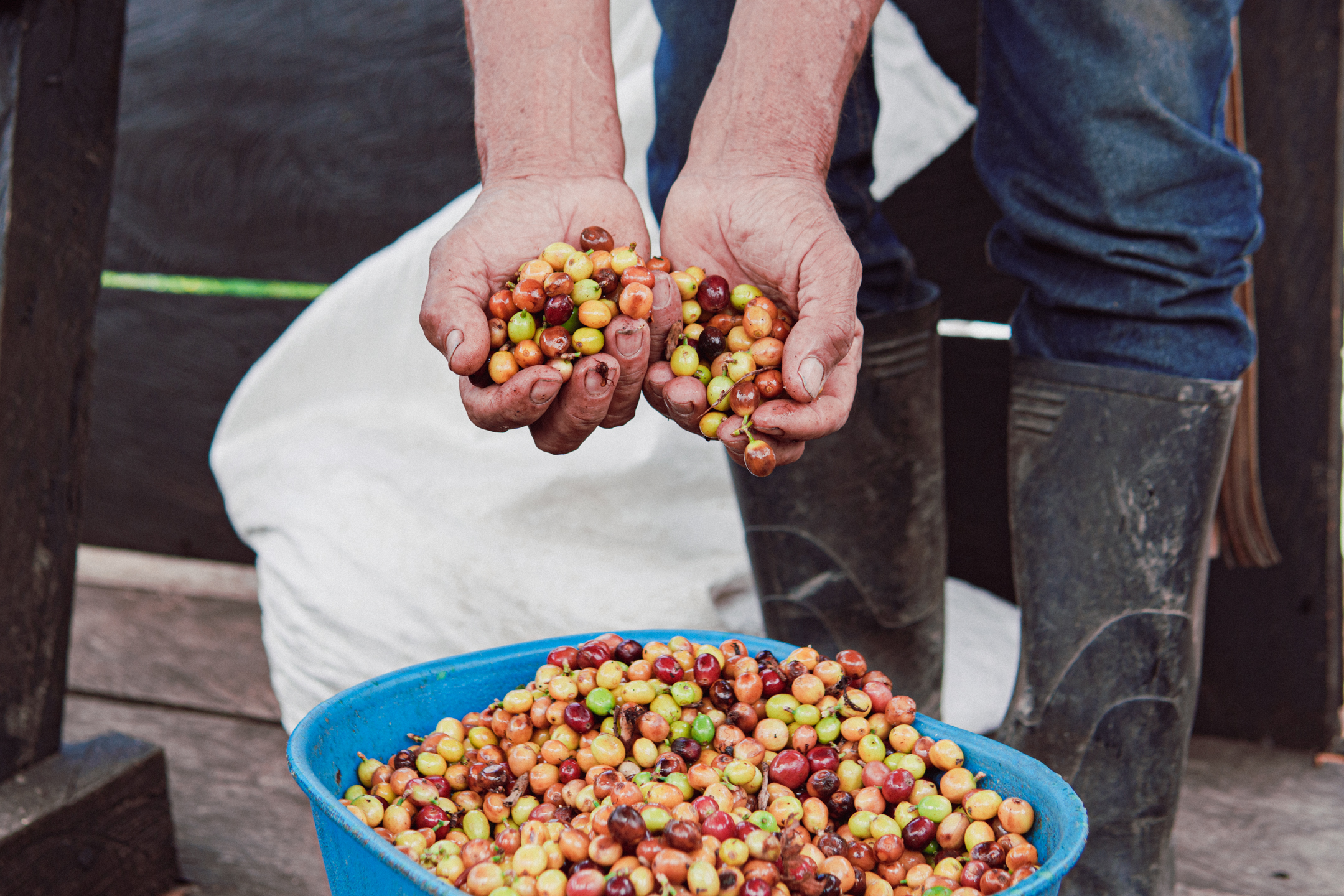 Roasted Colombia variety coffee beans