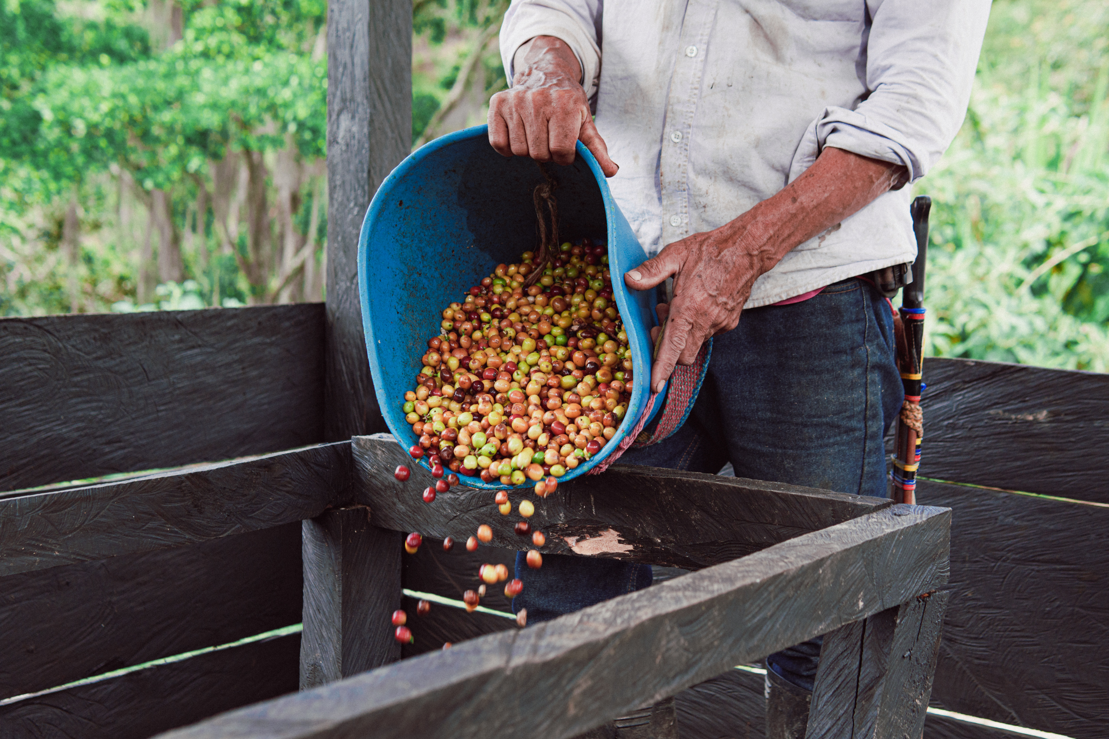 Coffee beans drying during washed processing